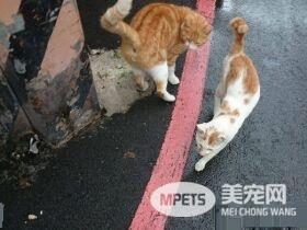 浪橘淋雨机车坐垫上睡觉 始终没有家只能流浪