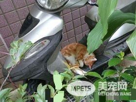 浪橘淋雨机车坐垫上睡觉 始终没有家只能流浪