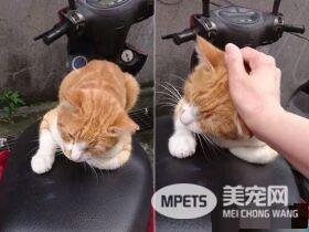 浪橘淋雨机车坐垫上睡觉 始终没有家只能流浪