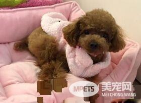 开门收到邻居狗狗的信 内容感动一众网友