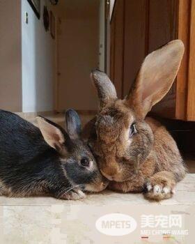 侏儒兔爱上大4倍巨型兔女友 网友:画面闪瞎人!