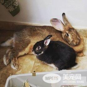 侏儒兔爱上大4倍巨型兔女友 网友:画面闪瞎人!