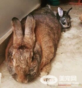 侏儒兔爱上大4倍巨型兔女友 网友:画面闪瞎人!