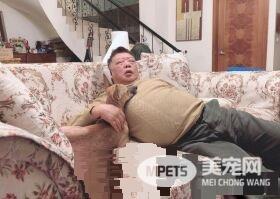 阿公为和狗孙女共睡沙发 崩坏睡姿没有极限