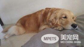 贪吃的汪星人想吃牛骨 却被烫嘴不停抱怨