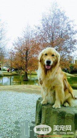 贪吃的汪星人想吃牛骨 却被烫嘴不停抱怨