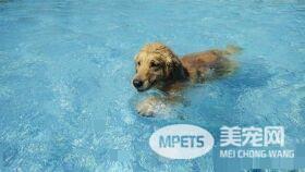 贪吃的汪星人想吃牛骨 却被烫嘴不停抱怨