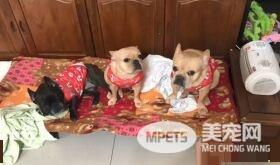 是谁乱尿尿？  面对马麻拷问三法斗使出逃罪本领