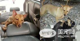 儿子画以领养代替购买示意图 动保观念从小培养