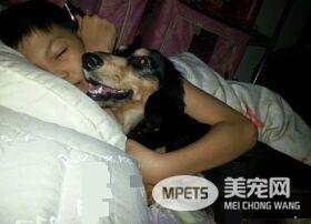 儿子画以领养代替购买示意图 动保观念从小培养