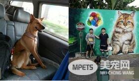 儿子画以领养代替购买示意图 动保观念从小培养