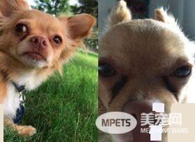 热线到一半女友睡着 视讯电话被狗狗接手