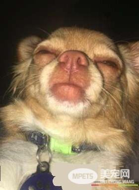 热线到一半女友睡着 视讯电话被狗狗接手