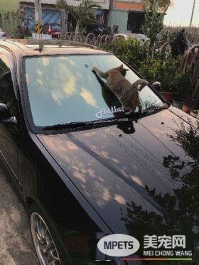 喵引擎盖上做日光浴 举手接收喵星球讯号超逗趣