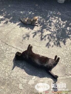 喵引擎盖上做日光浴 举手接收喵星球讯号超逗趣