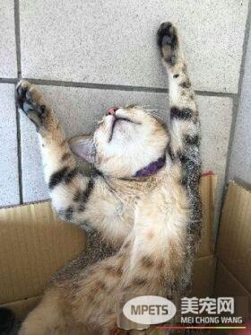 喵引擎盖上做日光浴 举手接收喵星球讯号超逗趣