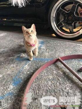 喵引擎盖上做日光浴 举手接收喵星球讯号超逗趣