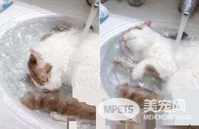 美喵贵妃姿躺洗脸盆 酥麻娇声唤奴才按摩