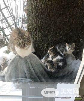 零下50度浪喵拍窗求庇护 原是去年带全家来的喵妈