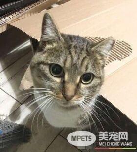 零下50度浪喵拍窗求庇护 原是去年带全家来的喵妈