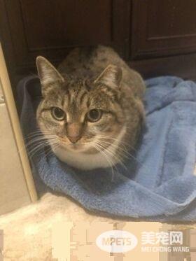 零下50度浪喵拍窗求庇护 原是去年带全家来的喵妈