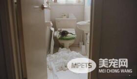 日本Google猫奴系列广告 7种只有内行人才懂的瞬间