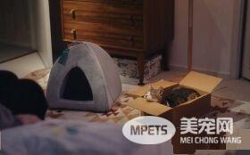 日本Google猫奴系列广告 7种只有内行人才懂的瞬间