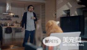 日本Google猫奴系列广告 7种只有内行人才懂的瞬间