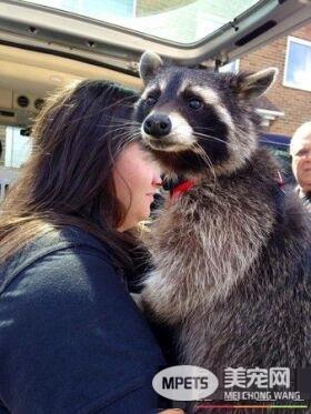 星际异攻队火箭浣熊发病去世 粉丝纷纷留言悼念