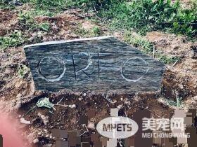 星际异攻队火箭浣熊发病去世 粉丝纷纷留言悼念