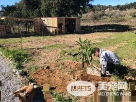 星际异攻队火箭浣熊发病去世 粉丝纷纷留言悼念