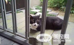 兽医分享往事收到主人留言 结局让万名网友泪崩