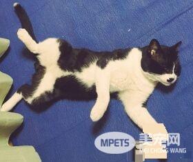 兽医分享往事收到主人留言 结局让万名网友泪崩