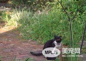 兽医分享往事收到主人留言 结局让万名网友泪崩