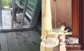 兽医分享往事收到主人留言 结局让万名网友泪崩