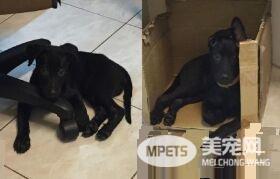 吃豆腐吃的太明显啦! 好色米克斯专挑美女下手