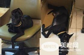 吃豆腐吃的太明显啦! 好色米克斯专挑美女下手