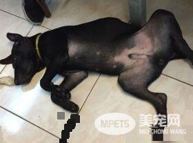 吃豆腐吃的太明显啦! 好色米克斯专挑美女下手