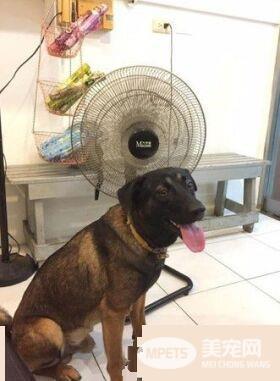 吃豆腐吃的太明显啦! 好色米克斯专挑美女下手