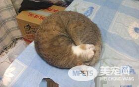 对猫毛严重过敏 依旧守护爱猫21个年头
