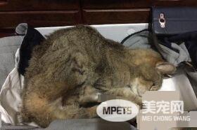 对猫毛严重过敏 依旧守护爱猫21个年头