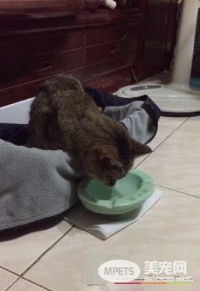 对猫毛严重过敏 依旧守护爱猫21个年头