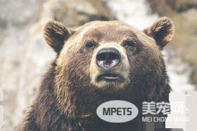 3岁的小男孩森林迷路 获救称一只熊照顾着他