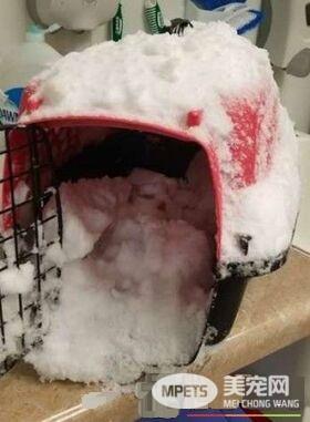 零下50度弃养猫咪 完全没有要给小生命活路