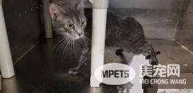 零下50度弃养猫咪 完全没有要给小生命活路