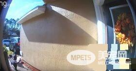 拉不拉多姐妹花合力向邻居求救 救回女主人一命