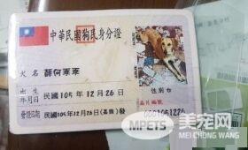 将被安乐死的米克斯汪 被收编后成受宠爱小孩