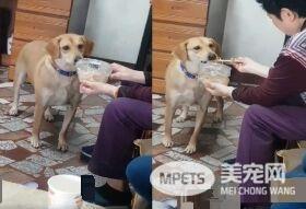 将被安乐死的米克斯汪 被收编后成受宠爱小孩