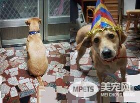 将被安乐死的米克斯汪 被收编后成受宠爱小孩