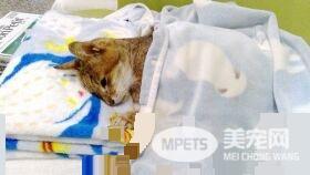 28岁长寿店猫初二离世 粉丝不舍祝福一路走好